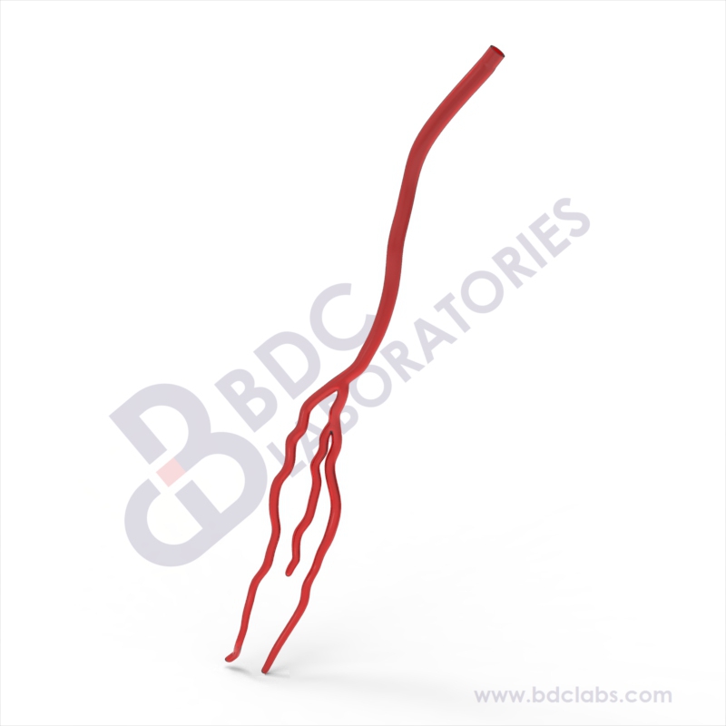 Brachial/Radial/Ulnar Artery (SBRU-1) Image
