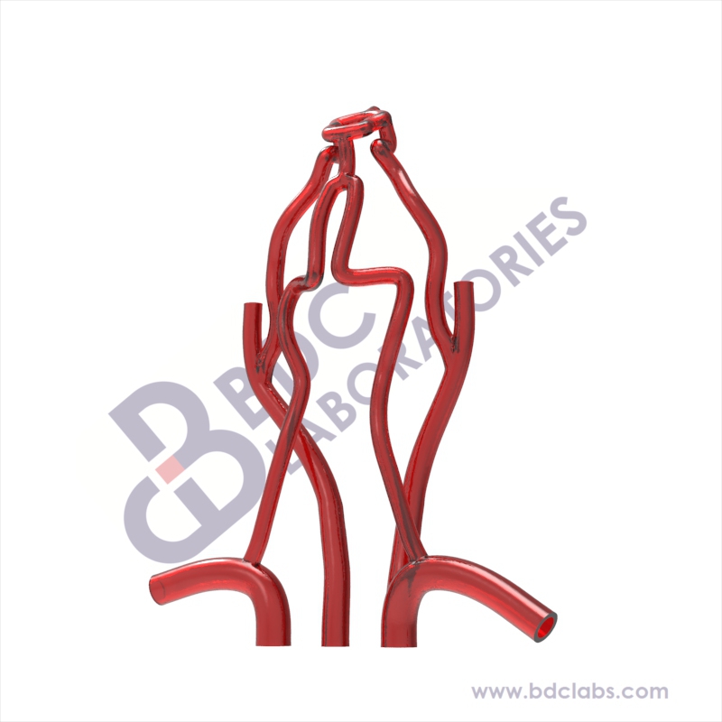 Carotid Arteries and Circle of Willis (SANVV-H) Image