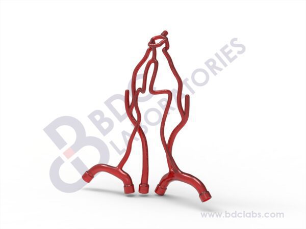 Neurovascular Arteries with Subclavian Branches