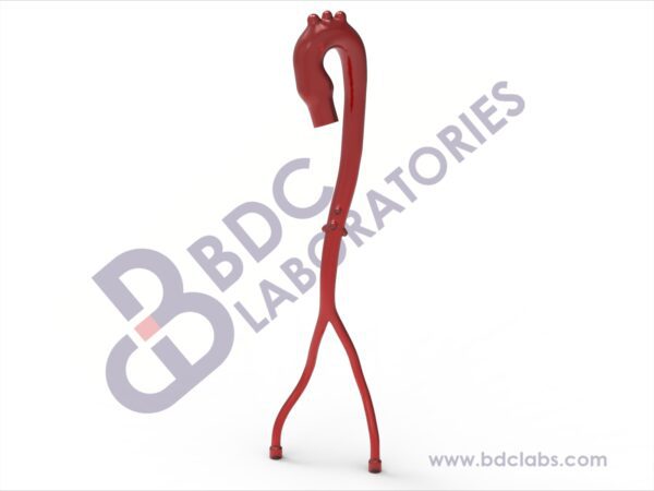 Aorta with Iliac and Femoral Arteries