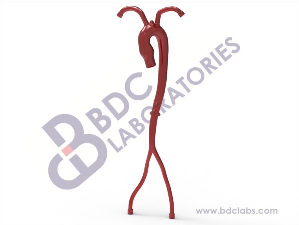 Aorta with Femoral and Subclavian Vessels