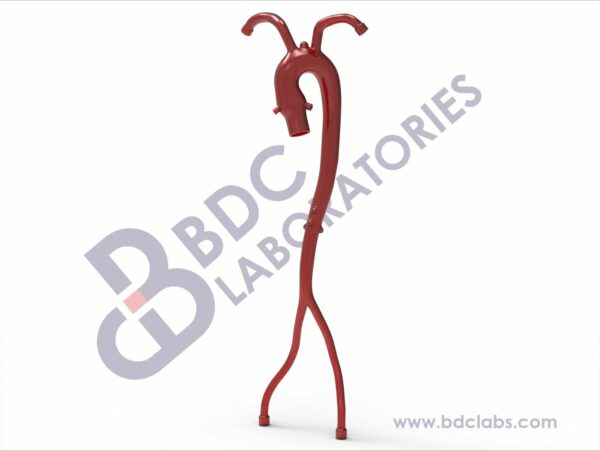 Aorta with Coronary Ostia, Femoral and Subclavian Vessels