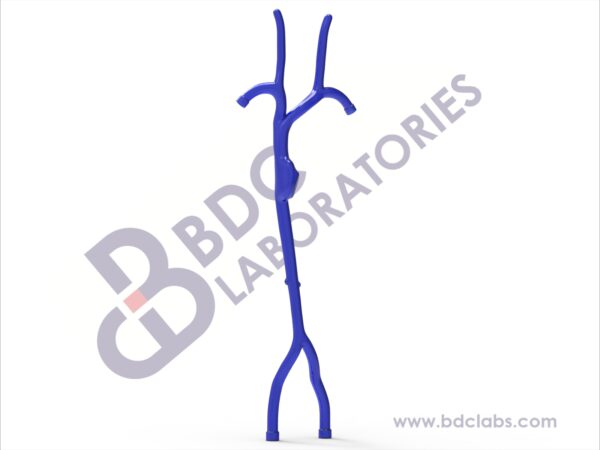 Venous and Subclavian Vasculature with Right Atrium