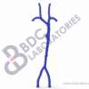 Venous and Subclavian Vasculature with Right Atrium - Image 2