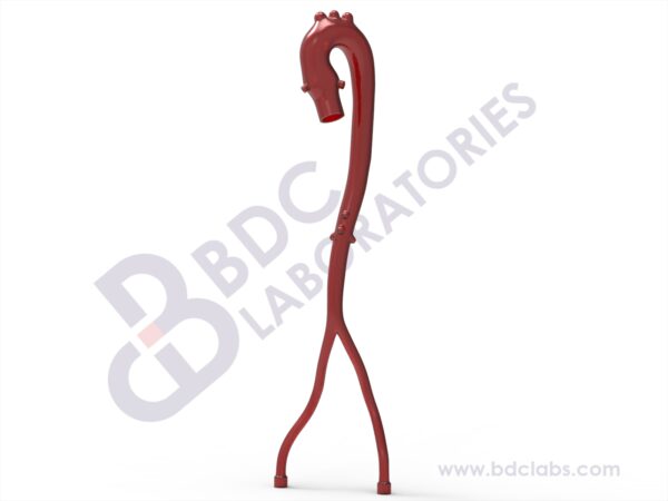 Aorta with Femoral Arteries and Coronary Ostia
