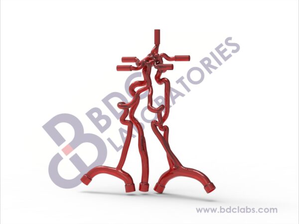 Neurovascular Arteries with Subclavian Branches & Aneurysms