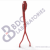 Aorta with Iliac and Femoral Arteries - Image 2