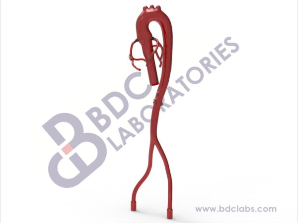 Aorta with Femoral and Coronary Arteries