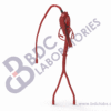 Aorta with Femoral, Radial and Coronary Arteries - Image 2
