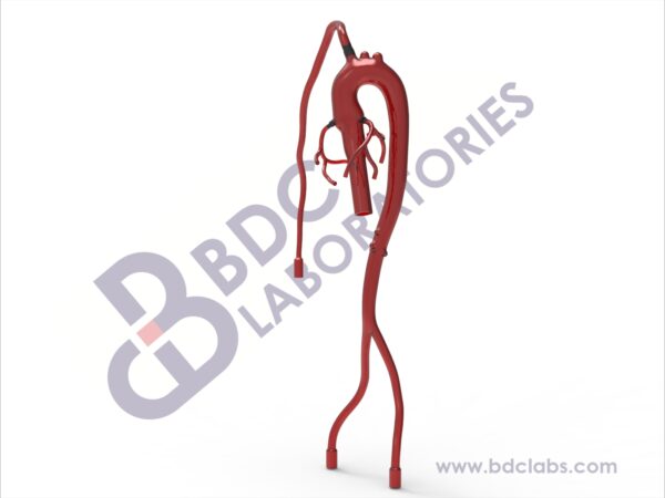 Aorta with Femoral, Radial and Coronary Arteries
