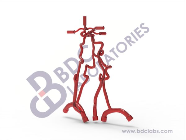 Neurovascular Arteries with Subclavian Branches