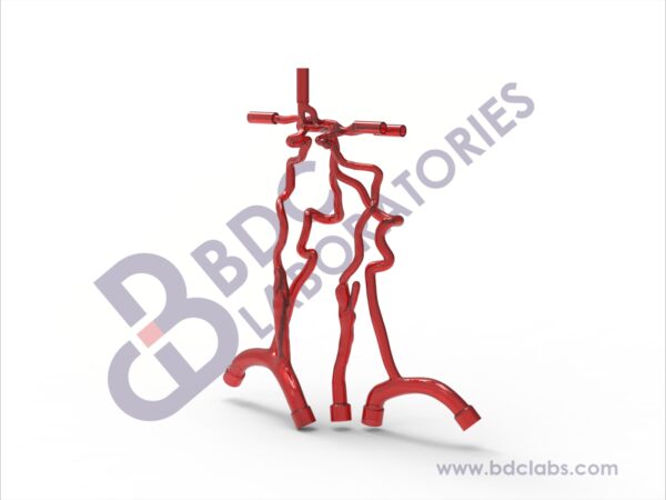 Neurovascular Arteries with Subclavian Branches