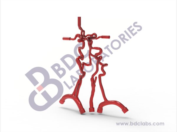 Neurovascular Arteries with Subclavian Branches & Aneurysms