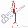 Aorta (Type III) with Femoral and Neurovascular Arteries - Image 2