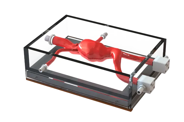 BDC anatomical silicone model in an acrylic tank with through-wall fittings and integrated supports