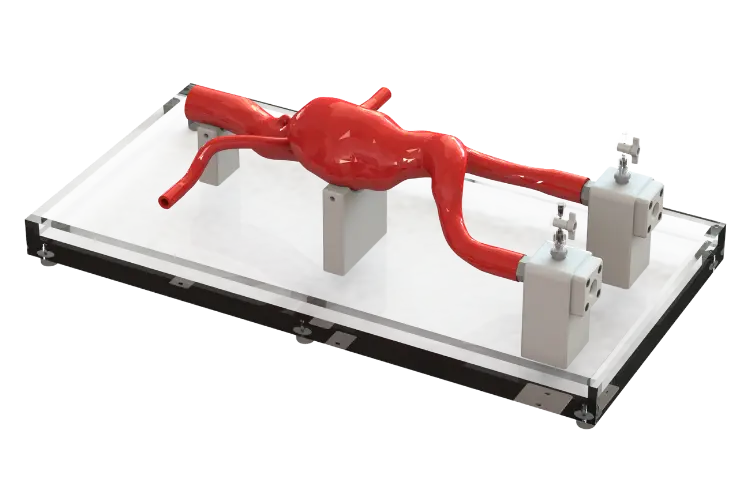 BDC anatomical silicone model on an acrylic drip tray with vessel supports