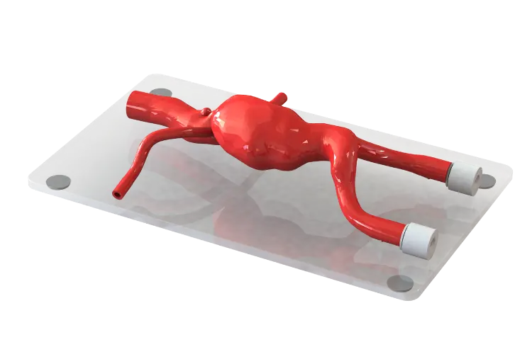 BDC anatomical silicone model on a flat acrylic base with vessel supports