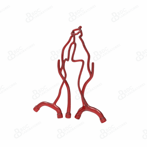 Neurovascular Arteries with Subclavian Branches