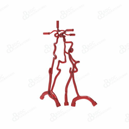 Neurovascular Arteries with Subclavian Branches