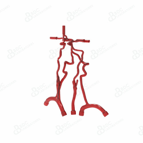 Neurovascular Arteries with Subclavian Branches