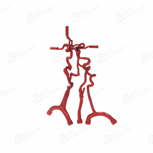 Neurovascular Arteries with Subclavian Branches & Aneurysms