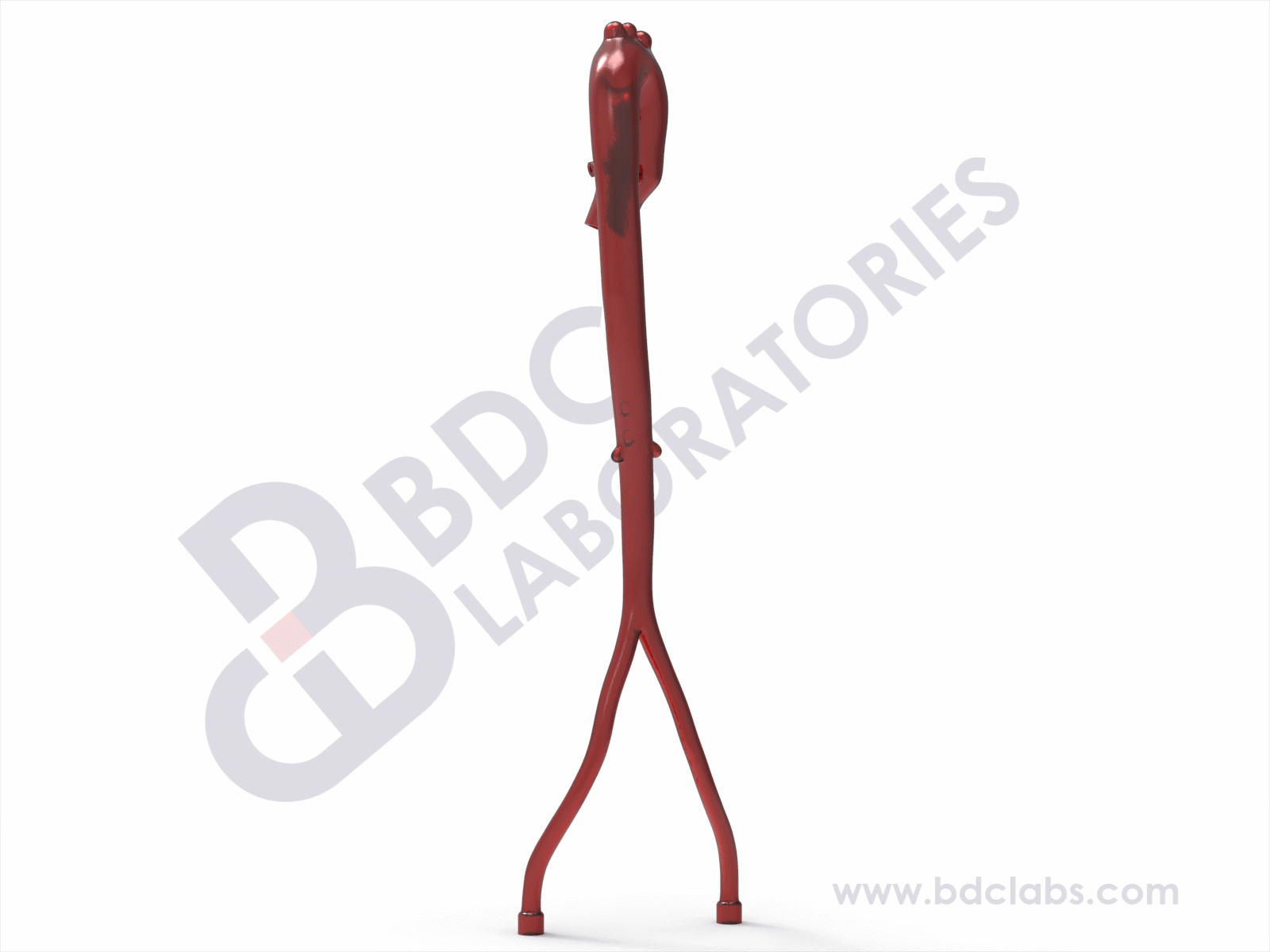 Aorta with Femoral Arteries and Coronary Ostia - Image 2