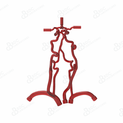 Neurovascular Arteries with Subclavian Branches (Reference Document Available)