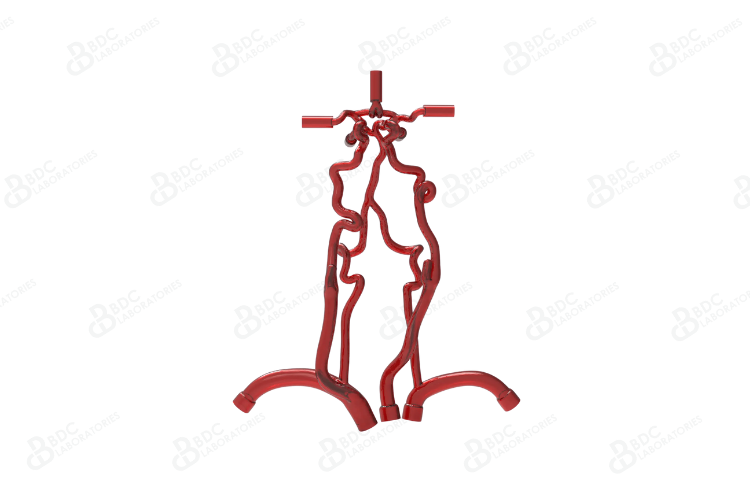 Neurovascular Arteries with Subclavian Branches (Reference Document Available)